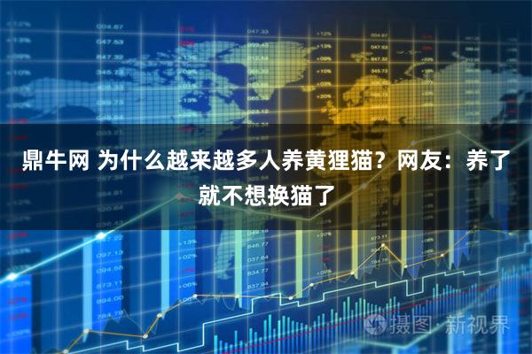 鼎牛网 为什么越来越多人养黄狸猫？网友：养了就不想换猫了